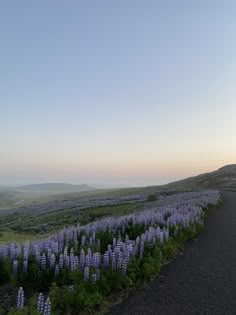 purple flowers line the side of a road