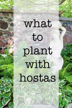 the words, what to plant with hostas in front of a statue surrounded by plants