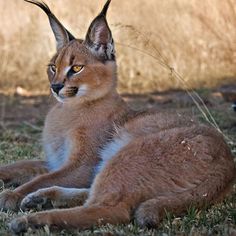 a cat laying in the grass with it's head turned to the side and eyes wide open