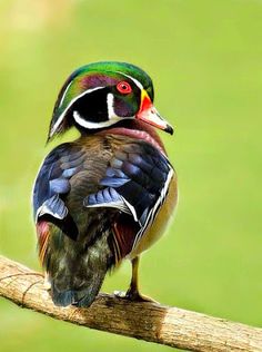 a colorful bird sitting on top of a tree branch