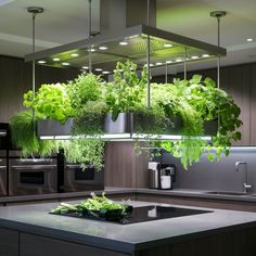 a kitchen filled with lots of green plants hanging from the ceiling over a stove top