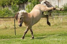 a horse that is standing on its hind legs