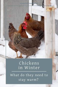 chickens in winter what do they need to stay warm?