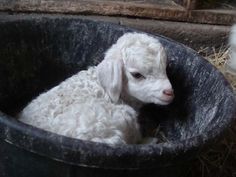 a baby lamb is sitting in a black bowl