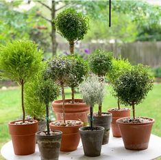 there are many potted plants on the table in front of the trees and bushes