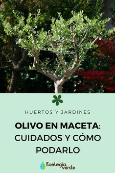 a tree with green leaves in front of some trees and the words, guiadas y