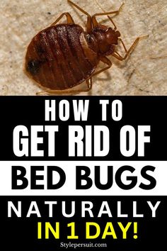 a bed bug with the words how to get rid of bed bugs naturally in 1 day