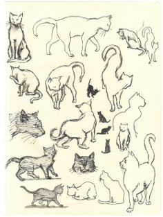 a drawing of cats and kittens in various poses, all looking different from one another