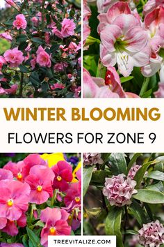 Bring your garden to life with these stunning winter blooming flowers for zone 9 that flourish even in the cold. Enjoy vibrant color and charm in your landscape when most other plants are dormant. Tap to see the list and save this pin for your next gardening inspiration! Winter Blooms, Gardening Inspiration