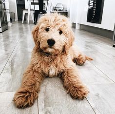 a brown dog laying on top of a wooden floor