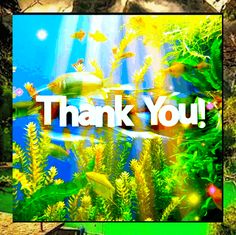 the words thank you are in front of an aquarium with fish and plants on it