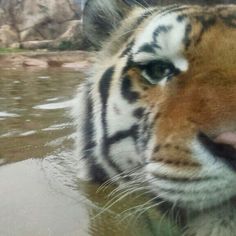 a close up of a tiger in the water