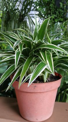 a potted plant sitting on top of a wooden table