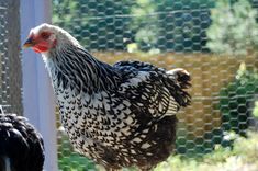 two chickens standing next to each other on a dirt ground in front of a fence