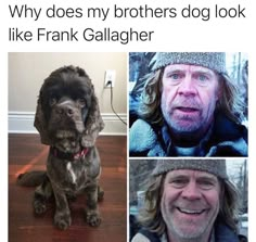 three pictures of dogs with caption that reads, why does my brothers dog look like frank?