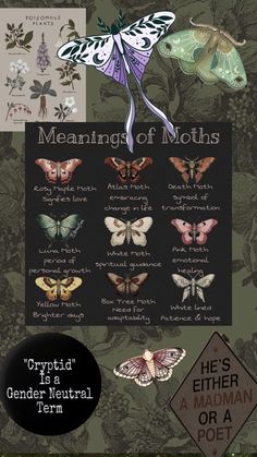 the meaning of moths is shown in an image with butterflies and other insects on it