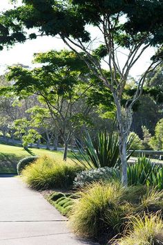 a man riding a skateboard down a sidewalk next to a lush green park filled with trees