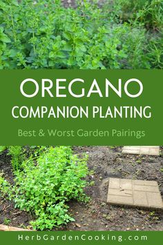 the garden is full of green plants and dirt with text overlay that reads oregon companion planting