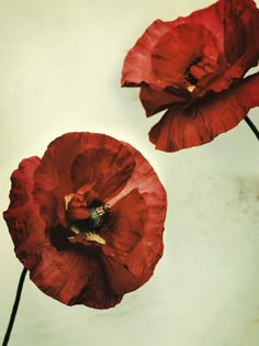 two red flowers on a white table