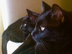 two black cats laying next to each other