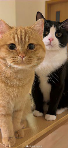 two cats sitting on top of a wooden shelf next to each other in front of a mirror