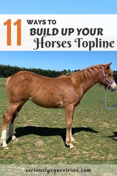 a brown horse standing on top of a grass covered field next to a white sign