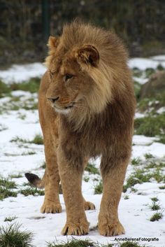 a large lion standing on top of snow covered ground