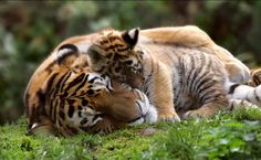 two tigers playing with each other in the grass