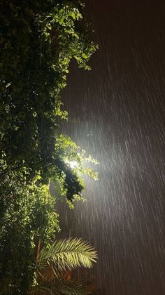 the light shines brightly through the trees on a rainy night in the tropical jungle