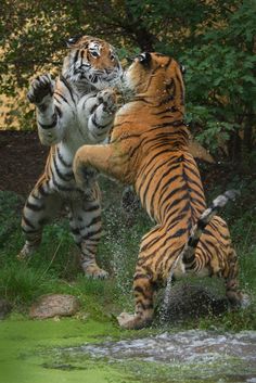 Tiger Photo, Tiger Photography, Big Cats Photography, Tiger Artwork, Animal Action, Tiger Pictures, Cat Reference, Big Cats Art, Big Animals