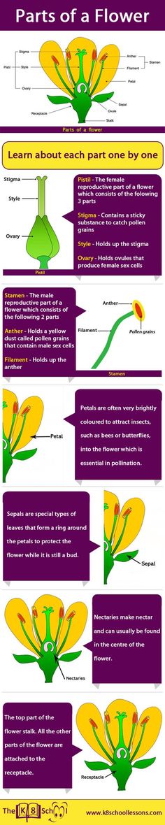 the parts of a flower info sheet