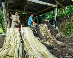 two men are working in an open area with large stalks of corn on the ground