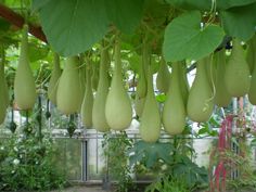 several green fruits hanging from a tree in a greenhouse