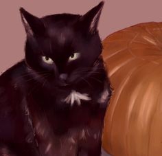 a black cat sitting next to a pumpkin