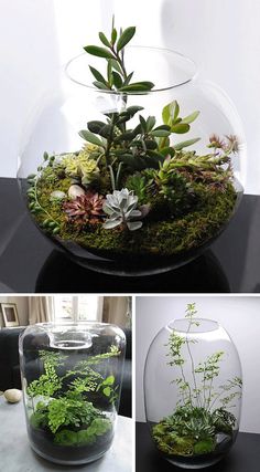 three different images of plants in glass vases with moss and rocks on the bottom