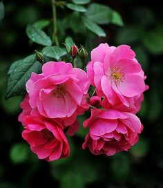 three pink roses blooming on a bush with green leaves in the backround