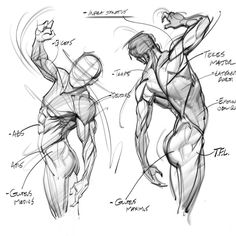 a drawing of the muscles and their functions