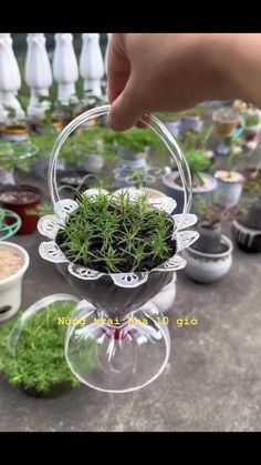 someone is holding a small plant in a clear basket on top of a table filled with plants