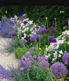 purple and white flowers line the side of a path in a garden with gravel paths