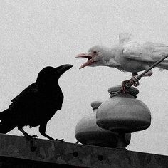 two black birds sitting on top of a roof next to each other and one has its beak open