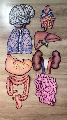 an image of the human body and its organs on a table with paper cut outs