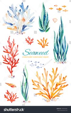 watercolor seaweed and corals on white background