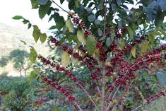 berries growing on the branches of a tree in an open area with mountains in the background