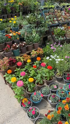 many potted plants and flowers on the ground