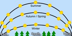 a diagram showing the different types of trees and how they are connected to each other