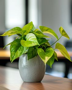 a potted plant sitting on top of a wooden table