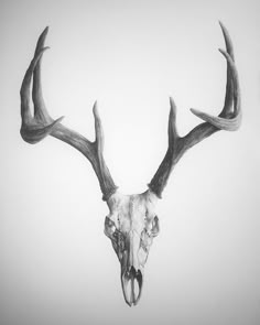 a black and white photo of a deer skull with antlers on it's head