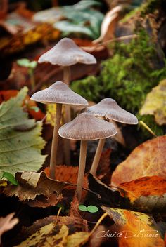 three mushrooms are sitting on the ground among leaves