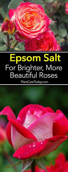 a pink rose with the words epsom salt for brighter, more beautiful roses