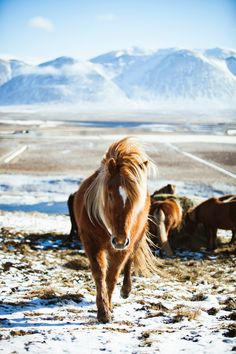 two horses are walking in the snow with mountains in the backgrouds behind them